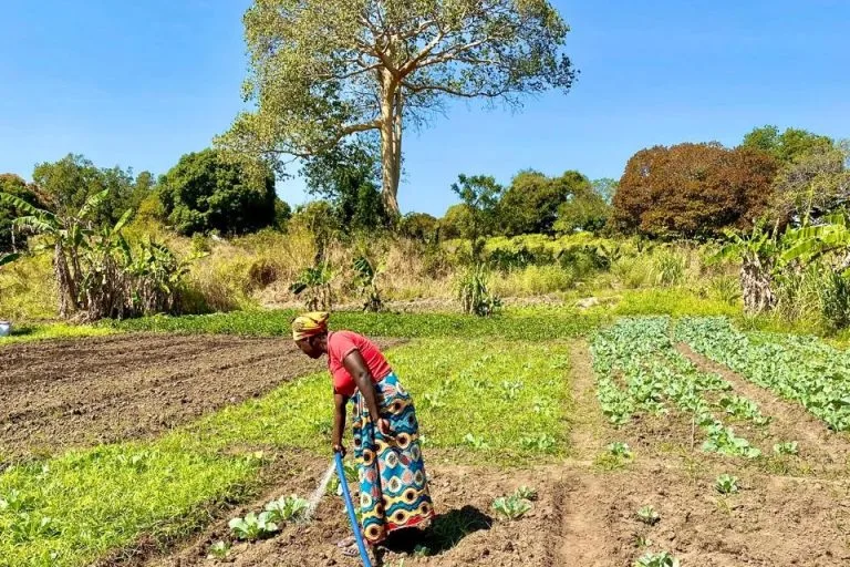 O projeto Ossomihana